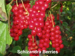 schizandra_berries