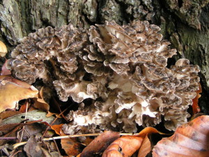 Maitake mushroom_Courtesy_Pethan from nl