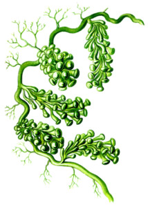 algae illustration-CCO Public Domain-Pixabay